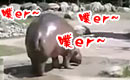 河马霸气出恭