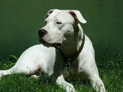 阿根廷杜高犬