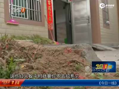 [视频]惠州遭成千上万红火蚁围村 密集恐怖见人就咬