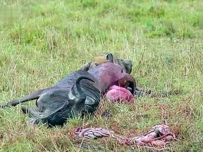 鬣狗 角马图片_鬣狗 角马_社会热点图片 NIBA