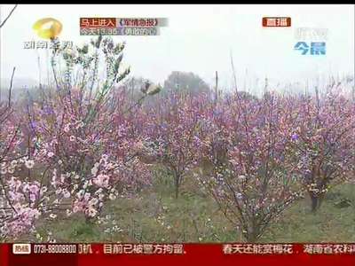 省农科院大规模美人梅 免费开放无人赏