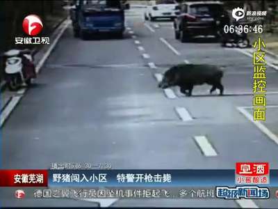 [视频]半米高野猪闯入小区乱窜 特警一枪击毙