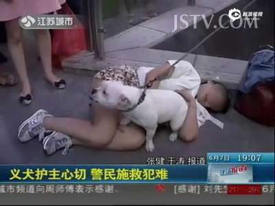 [视频]遛狗女被打倒在地 忠犬护主阻碍救援
