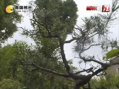 郴州：巧用监控 民警破获名贵树种被盗案