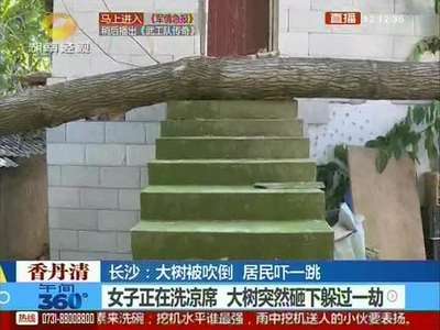 长沙：晴空万里突刮大风 25米高大树连根拔起