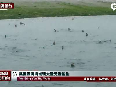 [视频]实拍英浅海现50条无齿鲨鱼 恐怖背鳍露出水面