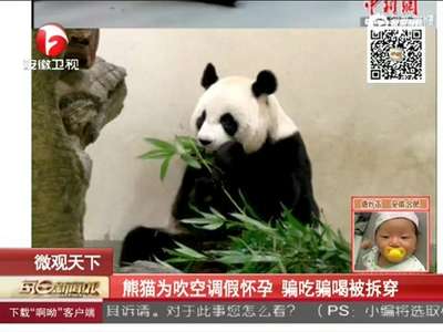 [视频]大熊猫圆圆为吹空调假怀孕 骗吃骗喝被拆穿