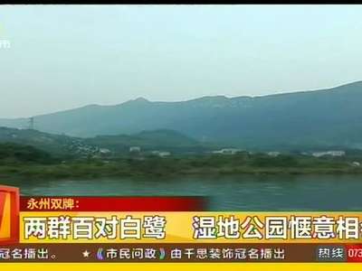 永州双牌：两群百对白鹭 湿地公园惬意相会