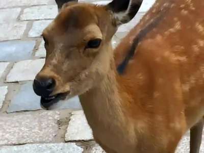 [视频]游客拍摄日本奈良梅花鹿叫声真好笑