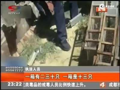 [视频]现场：三万多候鸟被催肥当菜卖 送往南方当食材