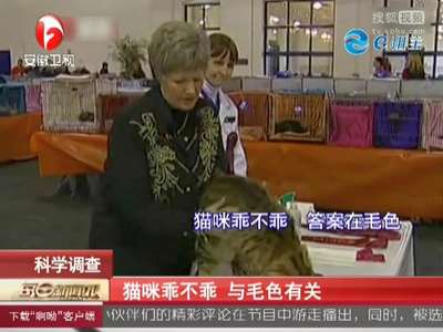 [视频]猫咪乖不乖 与毛色有关