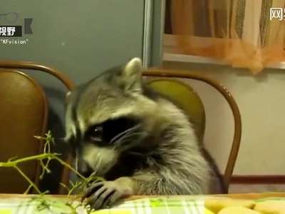 [视频]超萌小浣熊吃葡萄 小嘴一个劲嚼生怕被抢