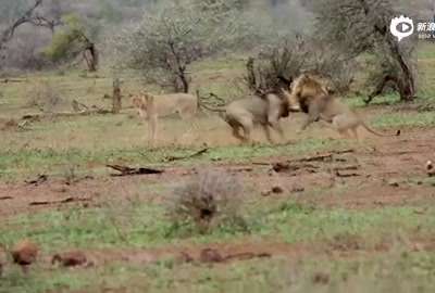 [视频]实拍两雄狮为争宠互相撕咬 雌狮一旁观战
