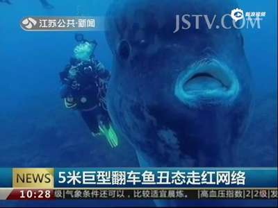[视频]葡萄牙现5米巨型翻车鱼 丑萌外貌走红网络