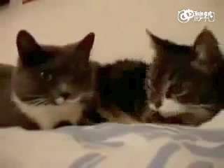 [视频]萌萌哒喵星人贱萌搞笑配音“人来了，快装猫”