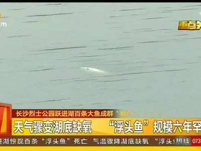 长沙烈士公园跃进湖百条大鱼成群“翻白”