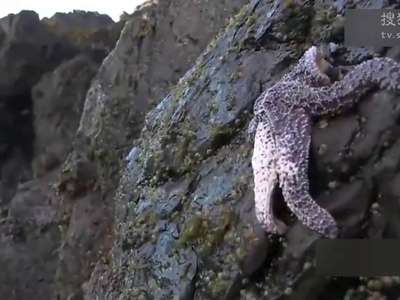 [视频]北美百万只海星染病自杀 撕裂自己内脏喷出