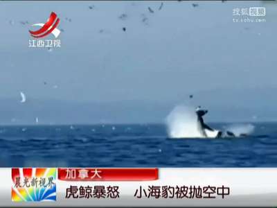 [视频]加拿大：虎鲸暴怒 小海豹被抛空中