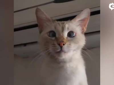 [视频]亚美尼亚对眼猫走红 自带震惊脸天然呆萌