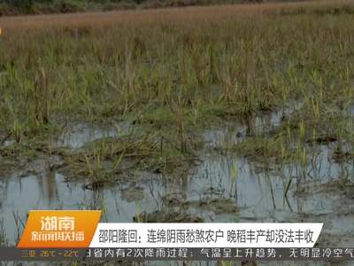 邵阳隆回：连绵阴雨愁煞农户 晚稻丰产却没法丰收