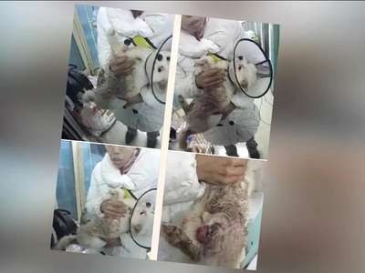 [视频]女子砍断狗腿和尾巴:躲过了屠杀 躲不过她!