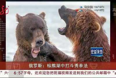 [视频]俄罗斯：棕熊湖中打斗秀拳法