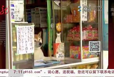 [视频]动物不服输 争相做“网红”