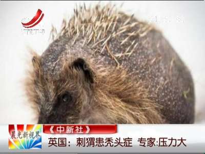 [视频]英国一刺猬患秃头症体刺寥寥无几 专家:压力大