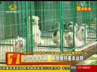 长沙一女子收养52只流浪犬 社区民警帮助分流
