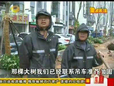 一夜狂风 吹倒长沙数百棵新栽大树