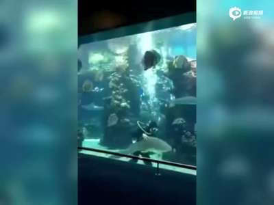 [视频]水族馆豹纹鲨卖萌求潜水员挠痒痒