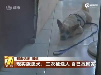 [视频]现实版忠犬:狗狗三次被送人 自己找回家