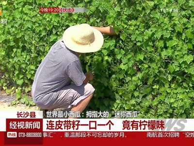 世界最小西瓜：拇指大的“迷你西瓜”