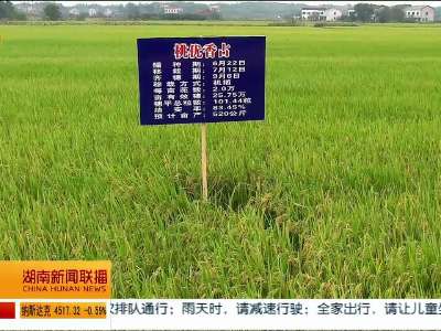 湖南今天发布5个高档优质杂交稻新品种