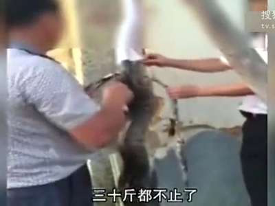 [视频]3米长巨蟒惨遭活剥 剥皮者扬言皮厚好做衣