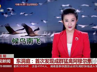 东洞庭：首次发现成群猛禽阿穆尔隼