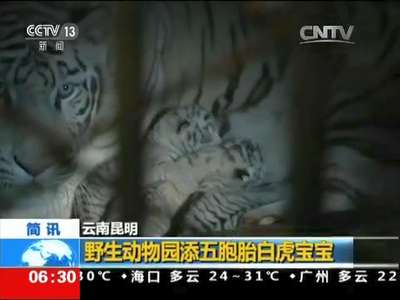 [视频]云南昆明：野生动物园添五胞胎白虎宝宝