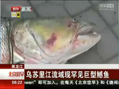 [视频]男子捕获巨型“水老虎” 口大无须长1.6米