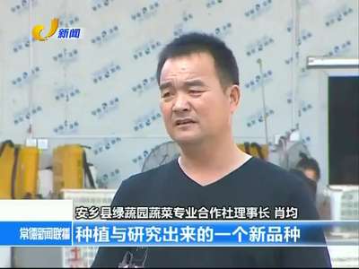 常德秋收：绿色蔬菜富农家