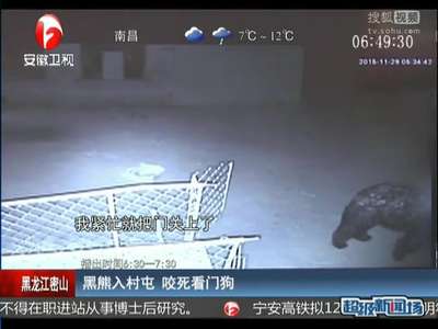 [视频]黑熊入村屯 咬死看门狗