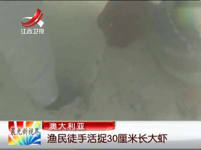 [视频]澳大利亚：渔民徒手活捉30厘米长大虾