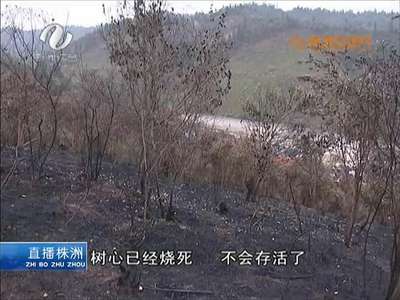 株洲：山林遭遇大火 数亩林木遭了秧