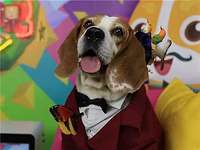 让宠物宝贝乖乖吃药