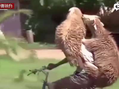 [视频]男子骑车遭绵羊“劫持” 搞笑视频爆红网络