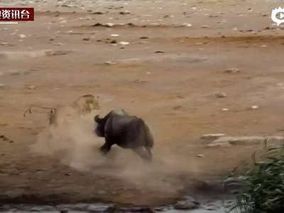 [视频]怀孕犀牛被困水坑 求生本能奋力击退三只饿狮