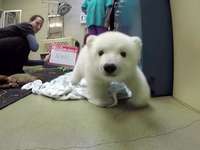 这个杀手不太冷