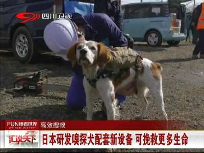 [视频]日本研发嗅探犬配套新设备 可挽救更多生命