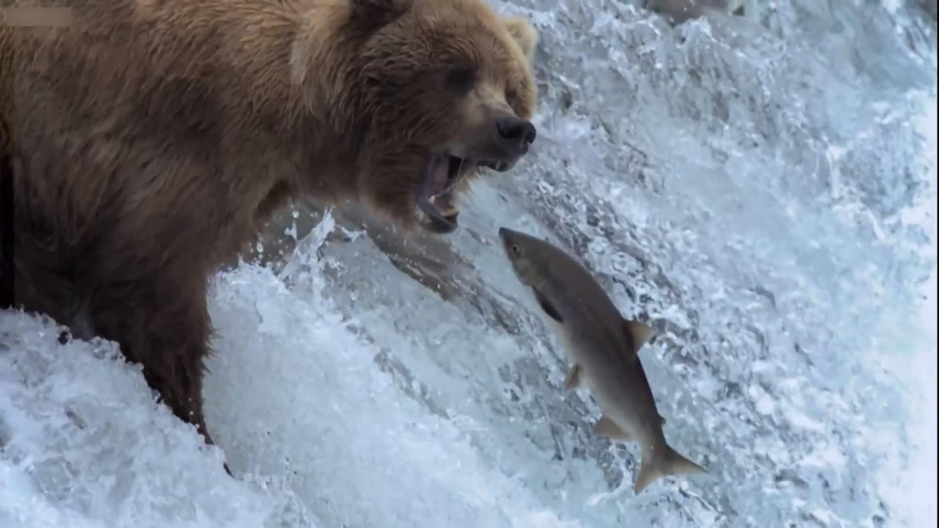 鲑鱼每年都在上游产卵 但要避开这些熊不容易