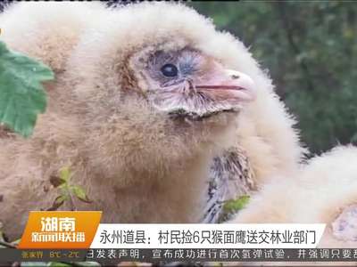 永州道县：村民捡6只猴面鹰送交林业部门