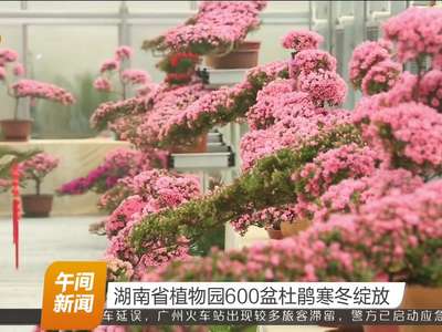 湖南省植物园600盆杜鹃寒冬绽放